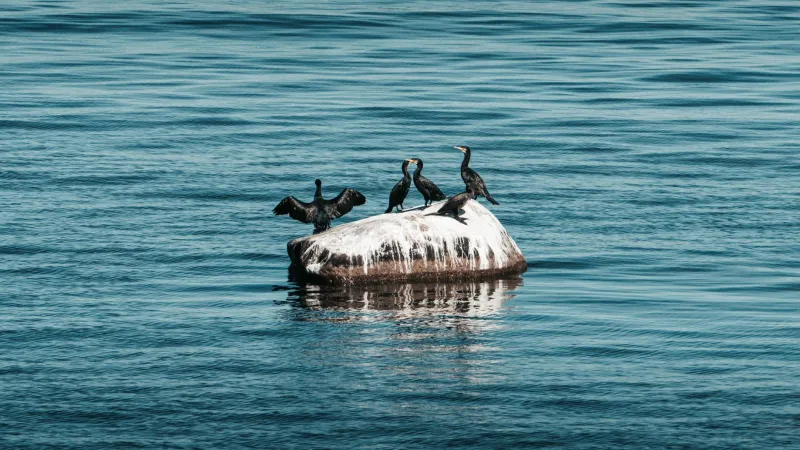 Wings Over the Water: Your Guide to Birding America's Freshwater Island Flyways