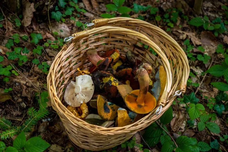 Spores, Shores, and Secrets: The Case for Mushroom Hunting on Freshwater Islands